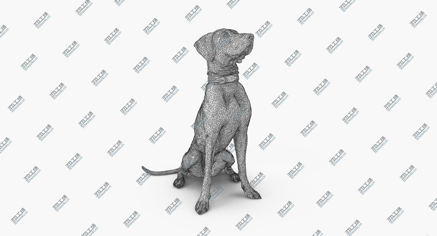 images/goods_img/2021040232/Weimaraner Sitting Dog 3D model/3.jpg
